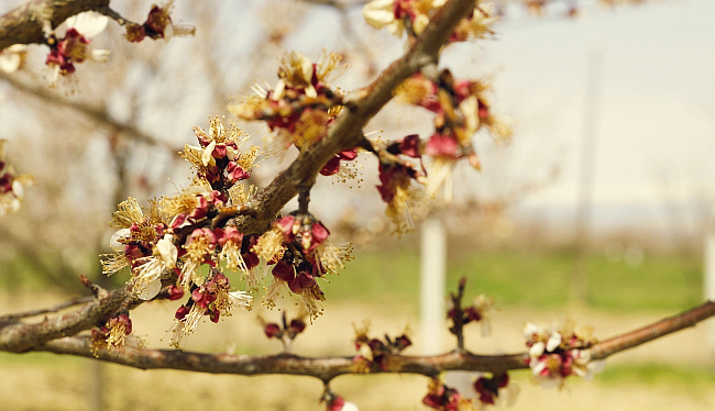 Malatya’nın Hekimhan ilçesinde 20-22 Mart tarihleri arasında etkili olan zirai