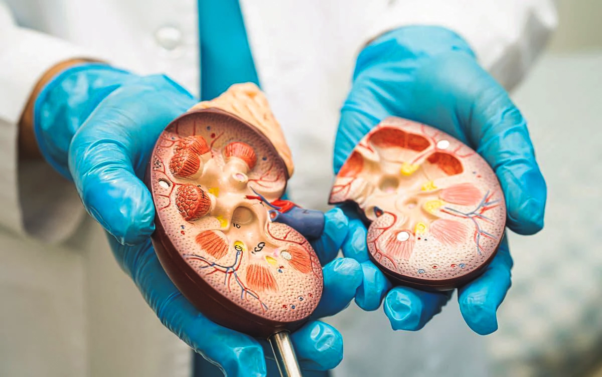 Böbrek hastalıkları genellikle belirgin semptomlar göstermediği için, erken dönemde fark