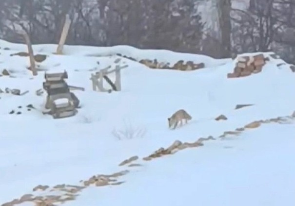 Darende merkeze uzaklığı ve sert iklim şartlarıyla bilinen Hacolar Mahallesi’nde