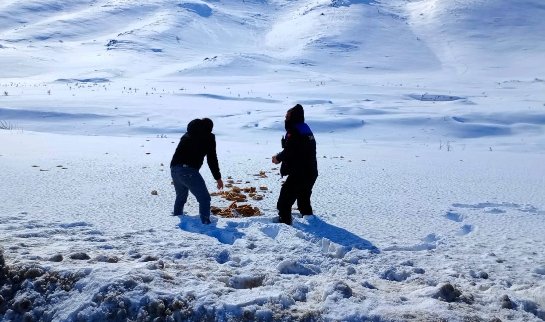 Doğanşehir’de Yaban Hayvanları İçin Örnek Duyarlılık Doğanşehir Belediyesi Zabıta Müdürlüğü ekipleri, ilçede etkili olan yoğun kış