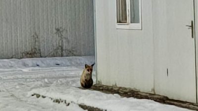 Soğuk ve karlı havanın etkili olduğu Malatya’da yiyecek arayan bir