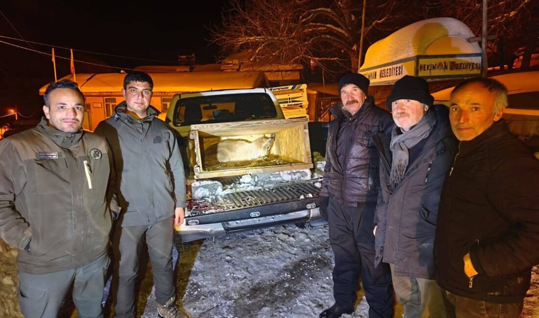 Hekimhan’da etkisini artıran ağır kış koşulları, yavru bir dağ keçisini