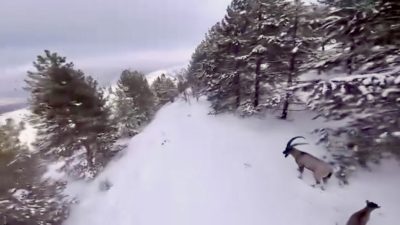 Karla kaplı Malatya dağlarında görüntülenen dağ keçileri, yaban hayatının görsel