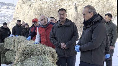 Kış mevsiminin etkisini artırmasıyla birlikte yiyecek bulmakta güçlük çeken yaban