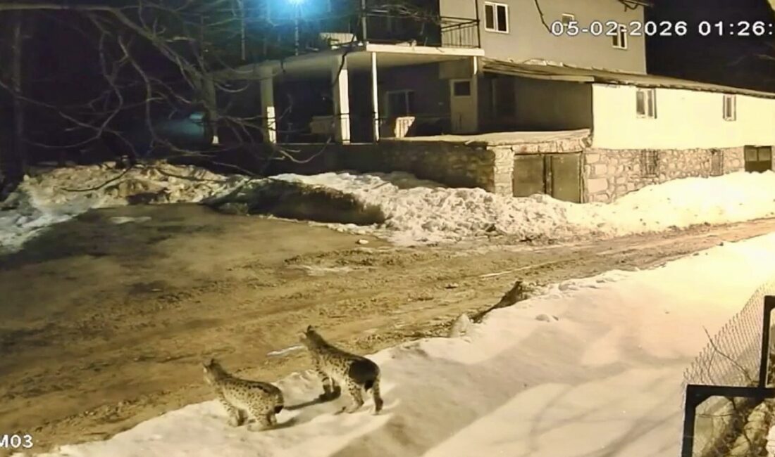 Malatya’nın Hekimhan ilçesinde nesli tehlike altında bulunan 3 vaşak, gece