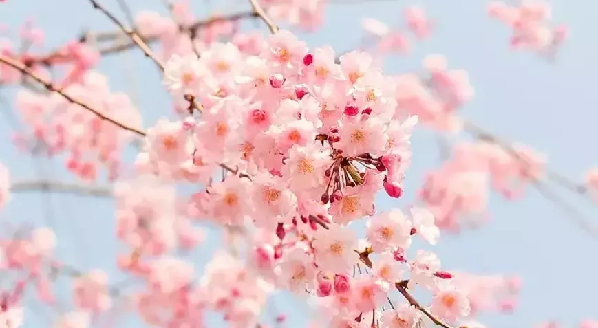 Halk kültüründe baharın habercisi sayılan cemrelerin ilki havaya düştü, sıcaklıkların