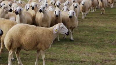 Tarım ve Orman Bakanlığı, küçükbaş hayvancılığı desteklemek amacıyla yeni bir