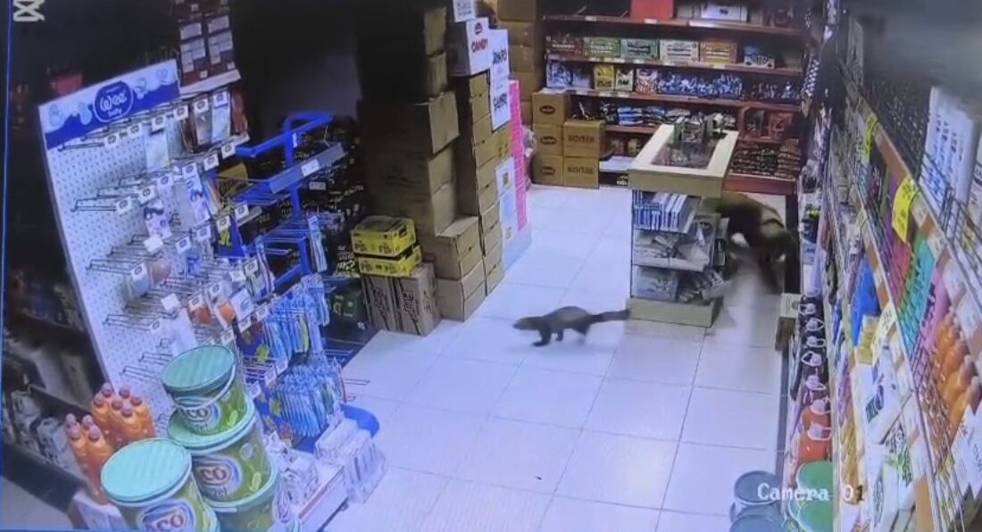 Malatya’nın Yeşilyurt ilçesi Dilek Mahallesi’nde bir yaban sansarının markete girmesi,
