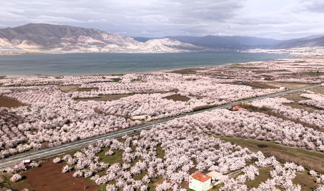 Malatya’da kayısı üreticilerine yönelik önemli uyarılarda bulunan Ziraat Mühendisleri Odası