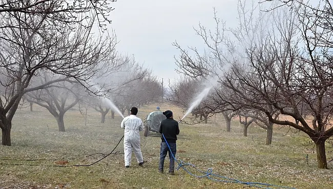Malatya İl Tarım ve Orman Müdürü Osman Akar, kayısı ağaçlarında