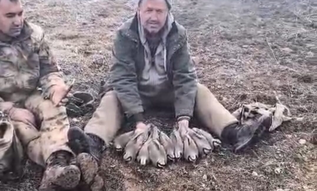 Hekimhan’da gerçekleştirilen envanter çalışmasında keklik popülasyonu incelendi, gözlem sonrası yakalanan