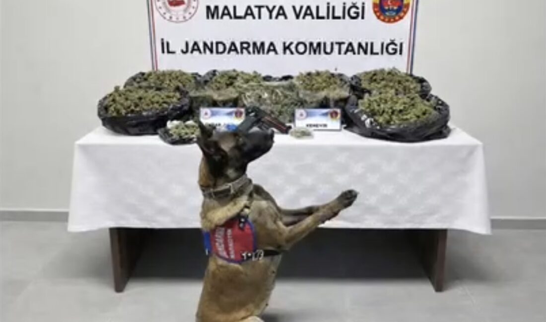 Malatya’da Uyuşturucu Operasyonu: 2 Şüpheli Gözaltında Malatya İl Jandarma Komutanlığı, 7 kg esrar, 27 kök kenevir