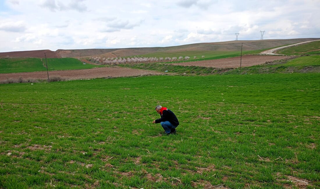Yazıhan ilçesi Boyaca Mahallesi’nde, buğday üretiminde sürdürülebilir tarımı desteklemek amacıyla