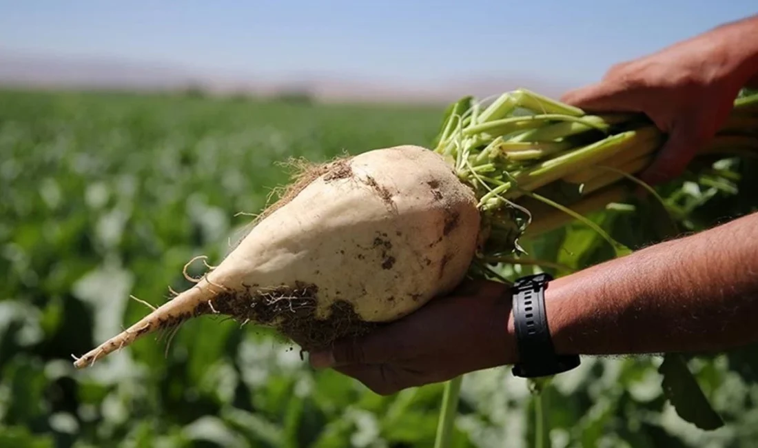Türkiye’de şeker pancarı üretimini doğrudan etkileyecek yeni bir düzenleme gündeme