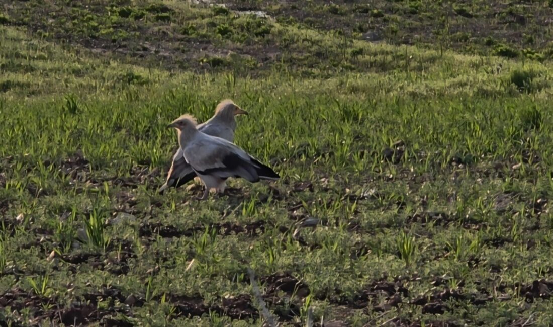 &nbsp;Adıyaman’da, nesli koruma altında bulunan küçük akbabaların üreme amacıyla bölgeye