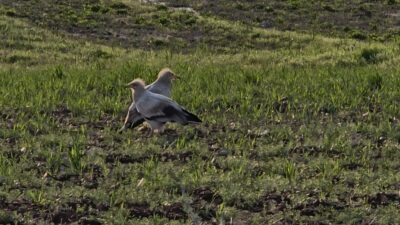 &nbsp;Adıyaman’da, nesli koruma altında bulunan küçük akbabaların üreme amacıyla bölgeye