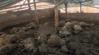 Arguvan ilçesine bağlı Bozburun Mahallesi’nde gece saatlerinde bir kurdun girdiği