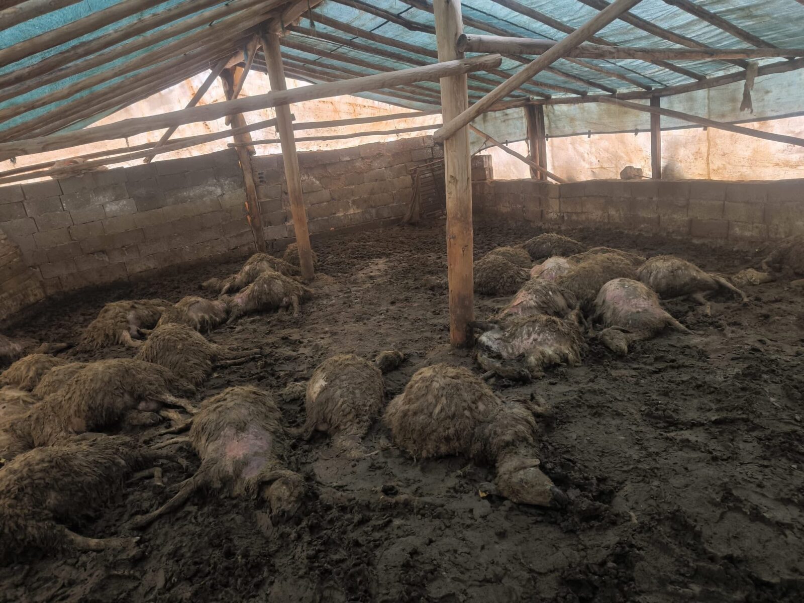 Arguvan ilçesine bağlı Bozburun Mahallesi’nde gece saatlerinde bir kurdun girdiği