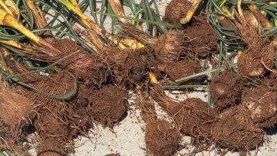 Darende kırsalında baharın yüzünü göstermesiyle birlikte doğada kendiliğinden yetişen çiğdemler