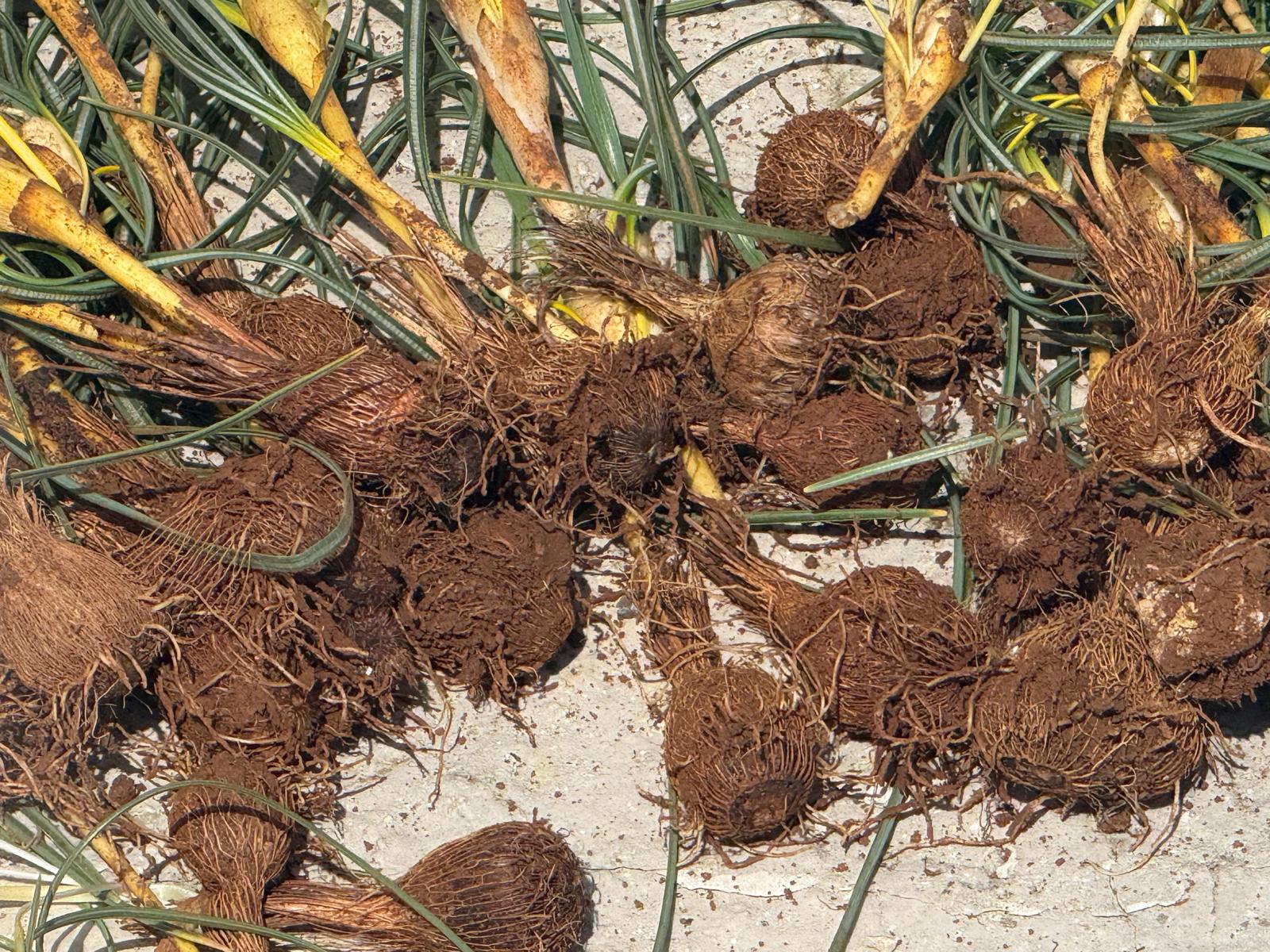 Darende kırsalında baharın yüzünü göstermesiyle birlikte doğada kendiliğinden yetişen çiğdemler