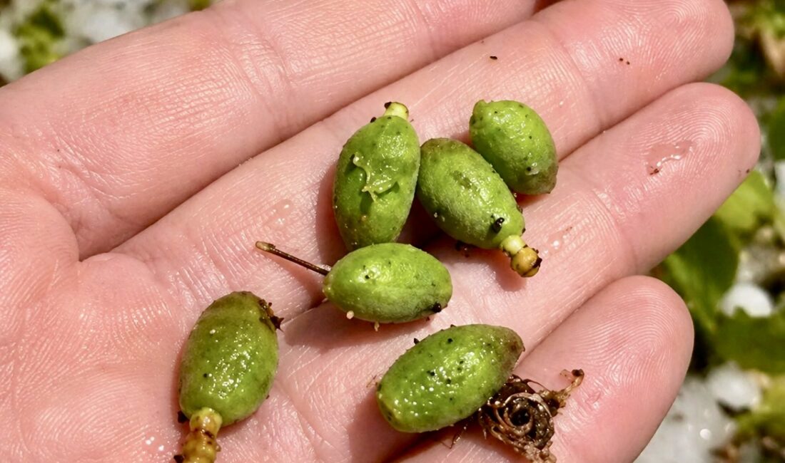 Malatya’nın Darende ilçesinde etkili olan dolu yağışı, kayısı çağlalarını ağaçlardan