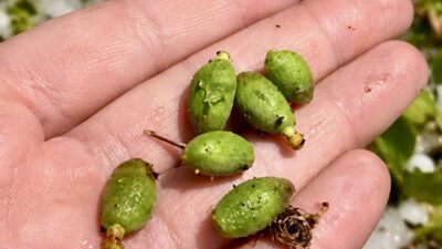 Malatya’nın Darende ilçesinde etkili olan dolu yağışı, kayısı çağlalarını ağaçlardan