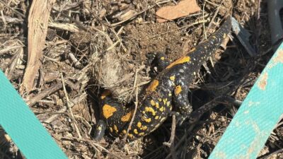 Malatya’nın Doğanşehir ilçesine bağlı Çavuşlu Mahallesi’nde bir semender, vatandaşlar tarafından