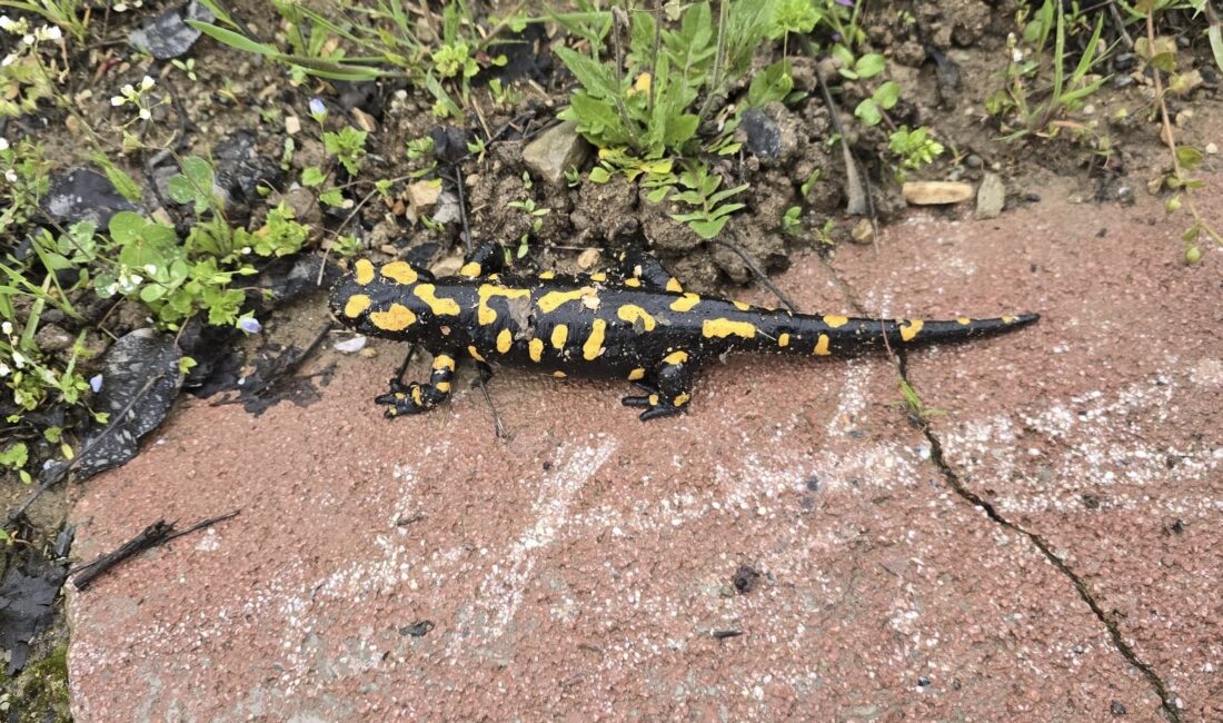 Malatya’nın Yeşilyurt ilçesine bağlı Gündüzbey Mahallesi’nde, nesli tehdit altındaki Anadolu