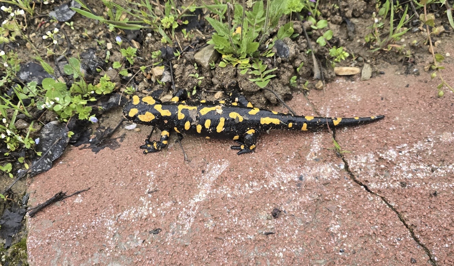 Malatya’nın Yeşilyurt ilçesine bağlı Gündüzbey Mahallesi’nde, nesli tehdit altındaki Anadolu