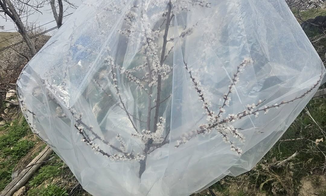 Malatya’da etkili olan soğuk hava ve kar yağışı, kayısı üreticilerini