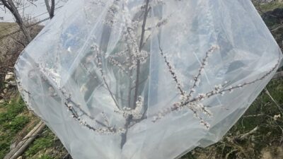 Malatya’da etkili olan soğuk hava ve kar yağışı, kayısı üreticilerini
