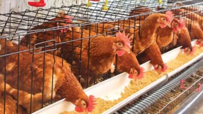 Türkiye İstatistik Kurumu verilerine göre kümes hayvancılığı üretimi Şubat ayında