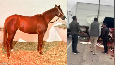 Adana’da koşuya katıldıktan sonra Elazığ Hipodromu’na götürülmek üzere yola çıkarılan