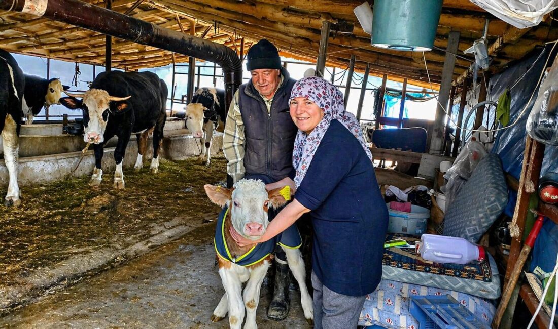 Malatya’da hayvancılığı desteklemek amacıyla yürütülen “Yaşasın Buzağılar” projesi kapsamında yeni