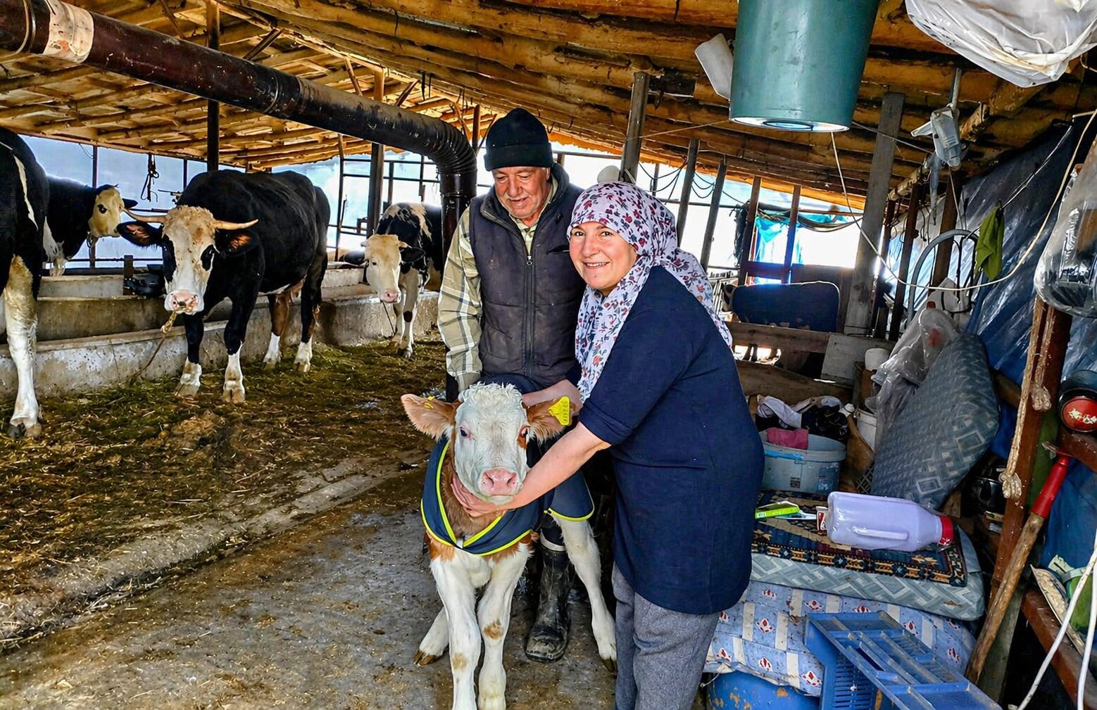 Malatya’da hayvancılığı desteklemek amacıyla yürütülen “Yaşasın Buzağılar” projesi kapsamında yeni