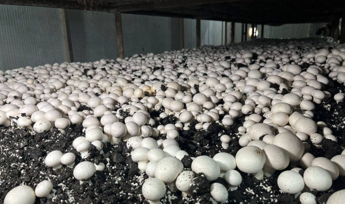 Akçadağ’da kurulan modern mantar üretim tesisi, aylık 15 tonluk kapasitesiyle