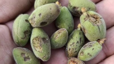 Vali Seddar Yavuz, Malatya genelinde etkili olan dolu yağışı sonrası