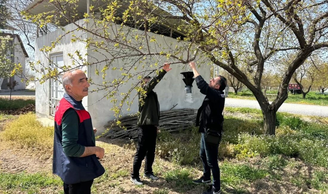 Kayısı üretimini tehdit eden kahverengi kokarcaya karşı Malatya genelinde feromon
