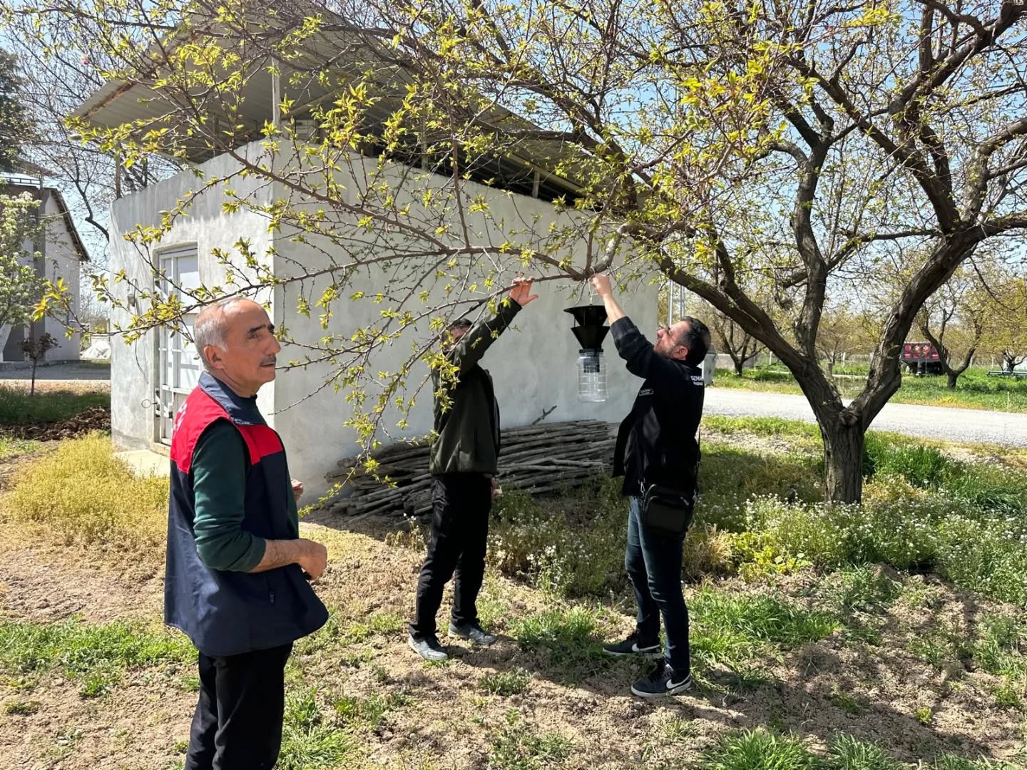 Kayısı üretimini tehdit eden kahverengi kokarcaya karşı Malatya genelinde feromon