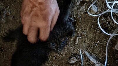 Malatya’da bir apartmanın baca boşluğuna düşerek mahsur kalan yavru kedi,