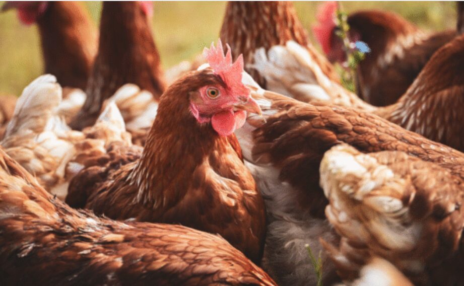 Ticaret Bakanlığı, başta kanatlı hayvan eti üretimi olmak üzere birçok