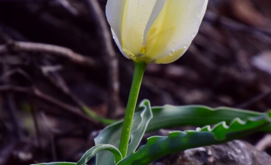 Malatya’da, Türkiye topraklarında yalnızca belirli bir bölgede yetiştiği belirtilen endemik