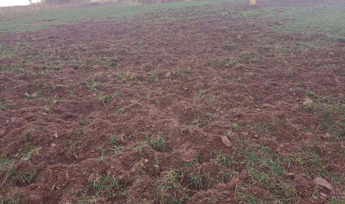 Pütürge ilçesine bağlı Arıtoprak Mahallesi’nde artan yaban domuzu popülasyonu, tarım