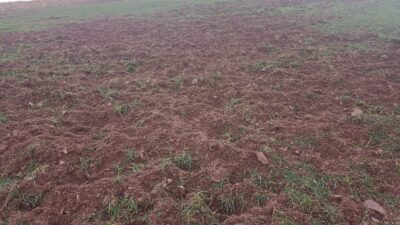 Pütürge ilçesine bağlı Arıtoprak Mahallesi’nde artan yaban domuzu popülasyonu, tarım