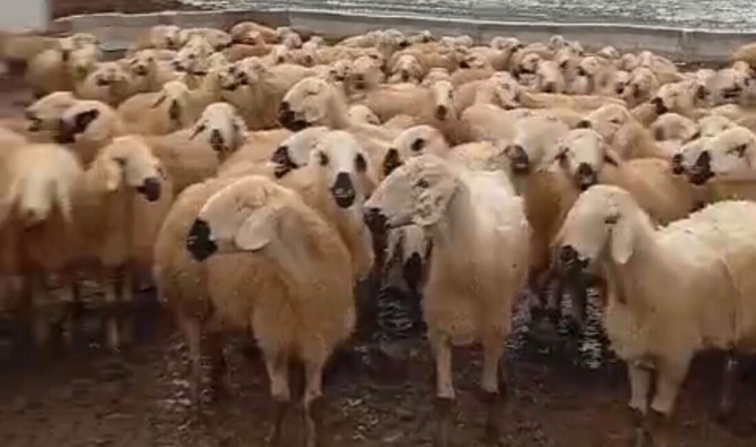 Darende’ye bağlı Yarımca Mahallesi’nde 25 yıldır küçükbaş hayvancılıkla uğraşan Servet