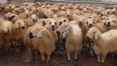 Darende’ye bağlı Yarımca Mahallesi’nde 25 yıldır küçükbaş hayvancılıkla uğraşan Servet