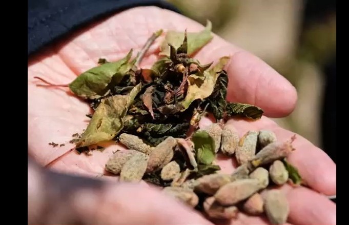 Malatya’da özellikle meyve üretiminin yoğun olduğu bölgelerde ilkbahar döneminde yaşanabilecek