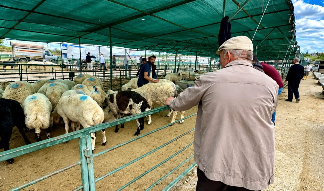 Canlı Hayvan Pazarında Son Gün Bayramın üçüncü gününde kurban pazarında satışlar devam ederken, bazı yetiştiriciler