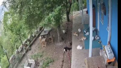 Malatya’da meydana gelen deprem sırasında kedilerin, öğrencilerin ve vatandaşların panik