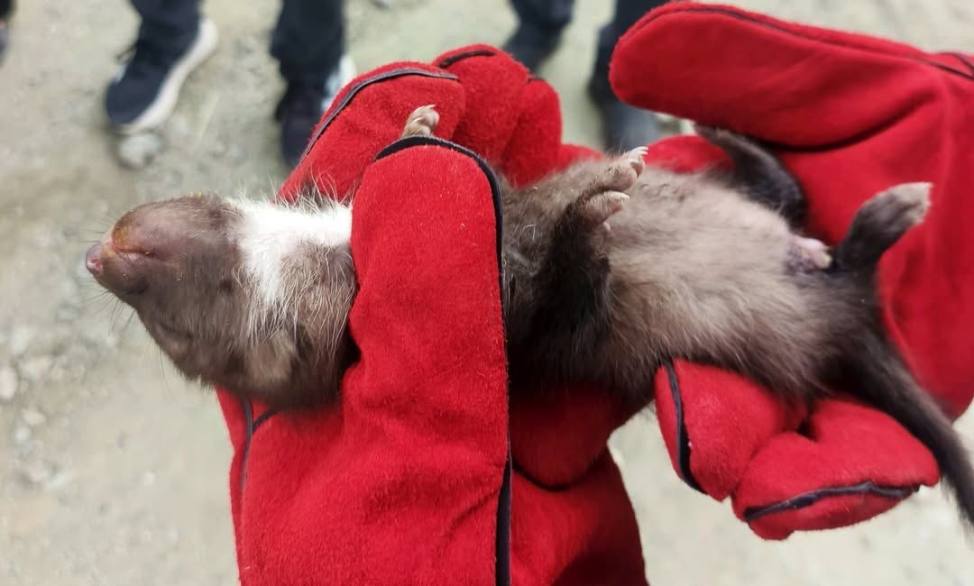 Doğanşehir’de Annesini Kaybeden Yavru Sansar Koruma Altına Alındı Doğanşehir’de annesini kaybettiği belirlenen yavru sansar, ekiplerce koruma altına alındı.
